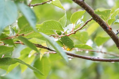 Yağışlar sırasında ağaç dalları ve yapraklarının yakın plan fotoğrafı, yeşil ve sararan yapraklar, yaz sonbaharının sonlarında yaprakların üzerine su damlacıkları, yansıtıcı kalitede saçak saçlar ekliyor.