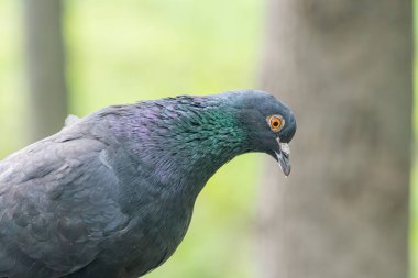 Bir ağaç dalındaki güvercinin yakın plan fotoğrafı, mavi, yeşil ve siyah gölgeli yanardöner bir kuşu gösteriyor, uzatılmış boynuna ve gagasına odaklanıyor, bir tutam turuncu ile bir natu 'ya karşı dizilmiş