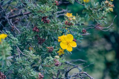 Çiçek açan bitkinin yakın plan görüntüsü, canlı sarı ve yeşil renkler, doğal çevre bulanık zemin, büyük parlak sarı çiçekler, küçük yeşil tomurcuklar, yumuşak yayılmış ışık, hassas yeşillik