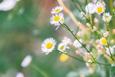 Yakın plan papatya buketi, birden fazla kat, yeşillik arkaplan, bahçe dekorasyonu, sığ alan derinliği, yumuşak ışıklandırma, soluk renk paleti yeşillikleri, sarılar, grimsi-kahverengi