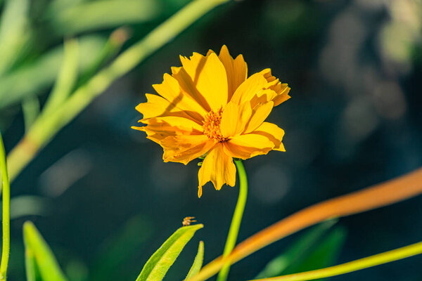Крупный план желтого цветка с пятью лепестками, на мягко размытом внешнем фоне Естественное освещение создает мягкие тени и блики