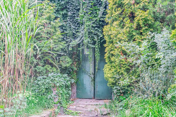 A serene garden scene focuses on a weathered green door, partially hidden by lush greenery and vines The scene is along a stoneconcrete pathway, surrounded by various plants, shrubs, trees, and flo