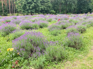 Açık gökyüzünün altında lavanta tarlası, yeşil çimenli ve sarı çiçekli düzenli sıralı, mor lavanta bitkileri, orta çiçek, yer seviyesi perspektifi