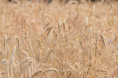 Olgun bir buğday tarlasına yakından bakmak, sallanan otlar, kahverengi renkler, yumuşak aydınlatma, mavi ipuçları, insan aktivitesi veya yapay yapılar yok.