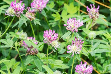 Orta Avrupa 'da bir çayırda pembe, beyaz ve mor tonlarda bir grup çiçeğin yakın çekimi, yeşil yaprakların zıt düşmesi, çiçek açan gerçekçi fotoğraf arşivinin çeşitli aşamaları