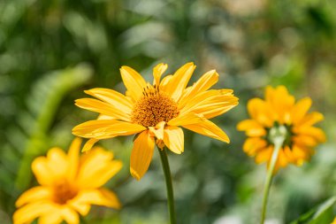 Orta Avrupa çayırlarında ön planda papatya ve ayçiçeği, canlı renkler, yumuşak ışıklandırma, yüksek perspektif, natürmort fotoğraf, gerçekçi stil.