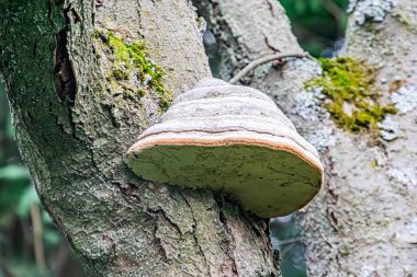 Bir ağaç dalı mantarının yakın çekimi, muhtemelen parantez ya da çoklu gözenekli mantar deseni desenli kahverengi-gri görünüm, açık hava ormanlarının altında doğal ışıklandırma perspektifi ile karışık desenler.
