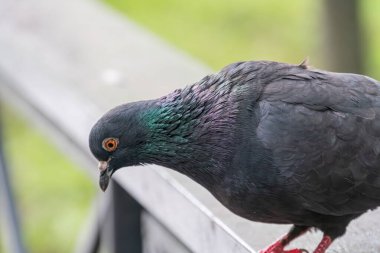 Koyu renk tüyleri ve yeşilimsi kanat renkleri olan gri bir güvercin, bir korkuluk üzerinde tünemiş, muhtemelen çimenlerin ya da yeşilliklerin arasında başını yana çevirir,