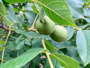 Olgunlaşmamış iki küme, yaprakların arasında yeşil meyveler olan bir ağaç dalının yakın görüntüsü, zıt şekiller ve farklı renkler sergiliyor. Doğal ışıklandırma derinliği ve dokusunu gerçekçi ve gerçekçi bir şekilde arttırıyor.