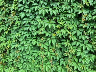 Dikey, katmanlı bitki duvarı, canlı yeşillik ve çeşitli yaprak boyutlarıyla açık havada gelişiyor. Süslü amaçlar, mahremiyet veya hava kalitesi için gür bir görüntü. Mesajlar veya sıvazlama yok.