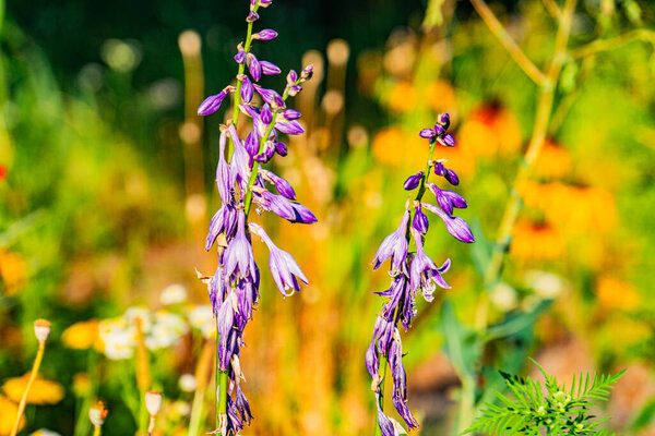 Крупный план двух ярких фиолетовых цветов в центральноевропейском саду, полный цветок, зеленая листва, дневное освещение, натуралистический стиль, угловая перспектива, нет людей или животных