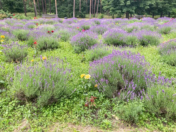 Lavanta ve çeşitli çiçeklerle canlı bahçe sahnesi. Mor, pembe, kırmızı, sarı, sıra sıra dizilmiş. Gündüz vakti doğal ışıklandırma.