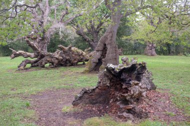 Asturias, İspanya 'da eski ağaçlarla dolu bir parkta dinleniyor.