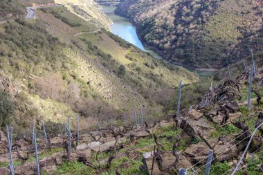 Ribeira Sacra, İspanya 'daki üzüm bağları ve nehir