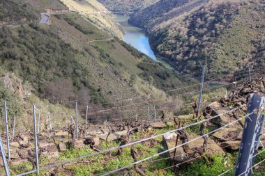 Ribeira Sacra, Galiçya, İspanya 'da sarp bir dağdaki üzüm bağları