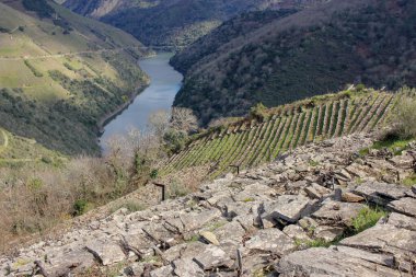 İspanya, Ribeira Sacra 'da bir nehir ve üzüm bağları manzarası
