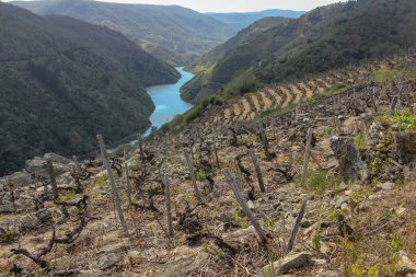 Üzüm bağları ve Ribeira Sacra, İspanya 'da bir nehri olan manzara.