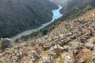 Ribeira Sacra 'da bir nehir ve üzüm bağları olan manzara