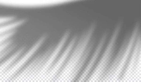 Sombra de gota transparente realista en una pared, efecto de superposición de rama de palma exótica para la foto, presentación de diseño. Ilustración vectorial — Archivo Imágenes Vectoriales