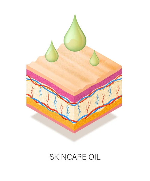 Orvosi Fogalom Olajcseppekkel Bőrnek Emberi Bőr Keresztmetszete Napi Ápolásra Szánt — Stock Vector