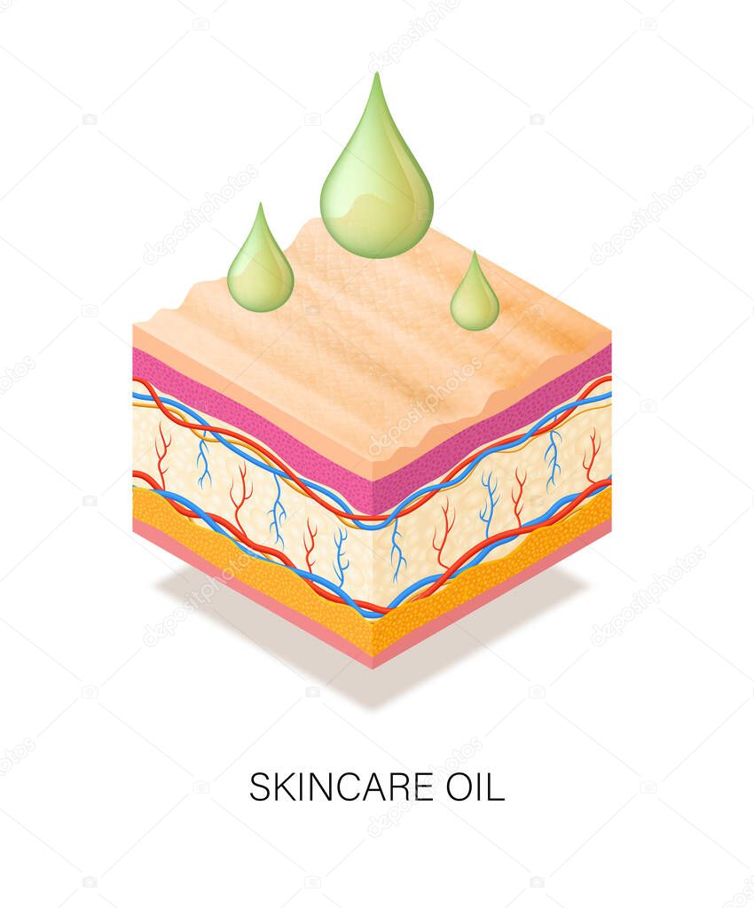 Medical concept with oil drops for skin. Cross-section of human skin. Skin oil for daily care, moisturizes and nourishes dry skin. Vector illustration isolated on white background. Eps10