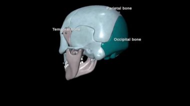 Kurukafa Anatomisi: Kafatası kafatası ve yüz kemiklerinden oluşur, beyni korur ve göz ve kulak gibi duyusal organları destekler, çiğnenmek için eşsiz özelliklere ve gözleri barındırmak için yörüngelere sahiptir.