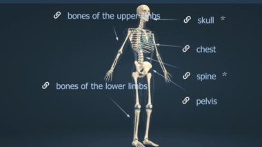 İnsan İskelet Sistemi: Kemikler, kıkırdak ve bağlardan oluşan iskelet sistemi yapısal destek sağlar, hayati organları korur, hareketi kolaylaştırır ve genel vücut işlevi ve hareketlilik için temel bir mineral deposu görevi görür..