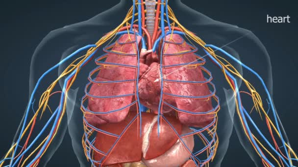 심장의 흉강의 중간선의 왼쪽에 심장은 흉골과 갈비뼈 그것의 정점이 아래쪽과 — 비디오