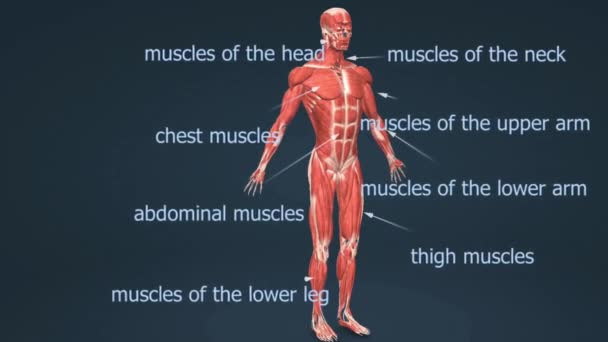 Human Muscular System Består Över 600 Skelettmuskler Möjliggör Muskelsystemet Rörelse — Stockvideo