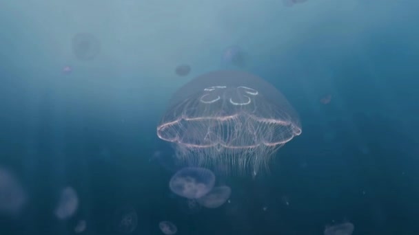 Jellyfish Graceful Mesmerizing Marine Creatures Jellyfish Possess Translucent Bodies Trailing — Stock Video