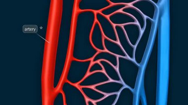 3D animation showing blood flow through artery, vein, and capillary network in the body.