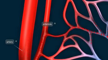3D animation showing blood flowing inside arteries, veins, and capillaries, illustrating circulation clearly.