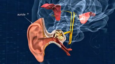 3D animation of inner and outer ear anatomy, showing structures and their role in hearing and balance.