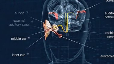 3D animation of human ear anatomy, showing outer, middle, inner ear, and auditory pathway clearly.