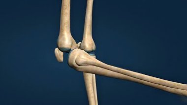 3D animation of hinge joint movement, demonstrating bending and straightening between bones clearly.