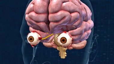 3D animation of human eye anatomy showing cornea, lens, retina, optic nerve and visual pathway.