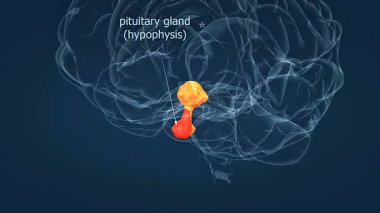 3D animation showing the location of the pituitary gland at the base of the brain with surrounding structures.