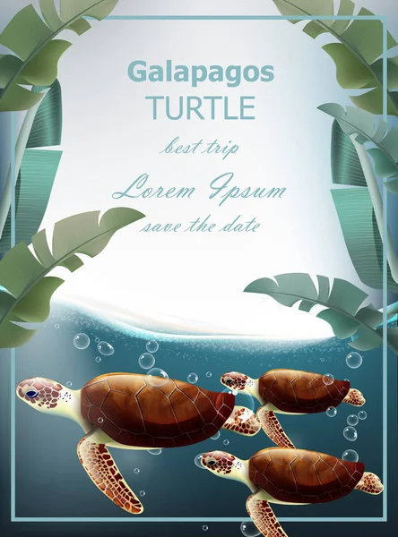 Galapagos żółwie wektor. Lato morze karty z cute żółwie — Wektor stockowy