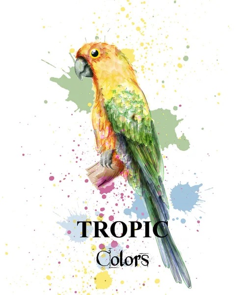 Paraíso tropical loro pájaro acuarela Vector. Pintura salpicaduras fondos de colores — Vector de stock