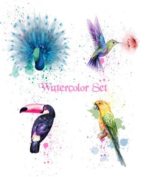 Aquarell Vögel setzen Vektor. Pfau, Papagei, Kolibri — Stockvektor