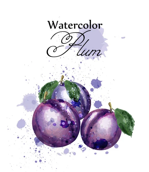 Plum watercolor fruit Vector. Desain templat label manis - Stok Vektor