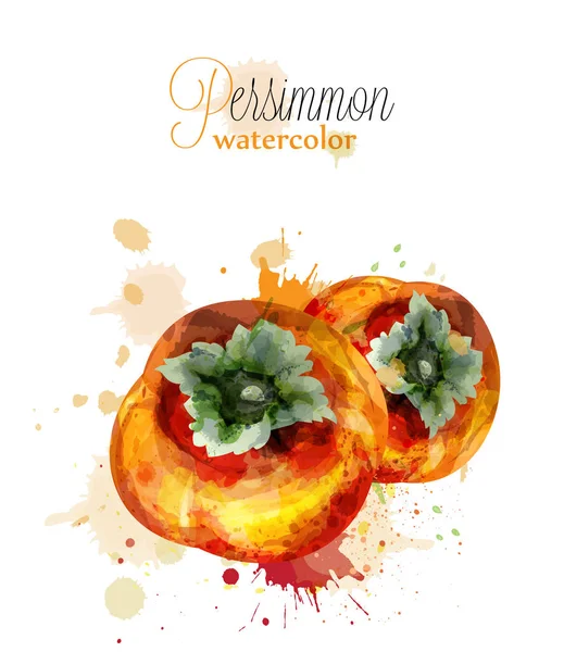 Persimmon fruit watercolor Vector. Ilustrasi eksotis musim panas yang lezat - Stok Vektor