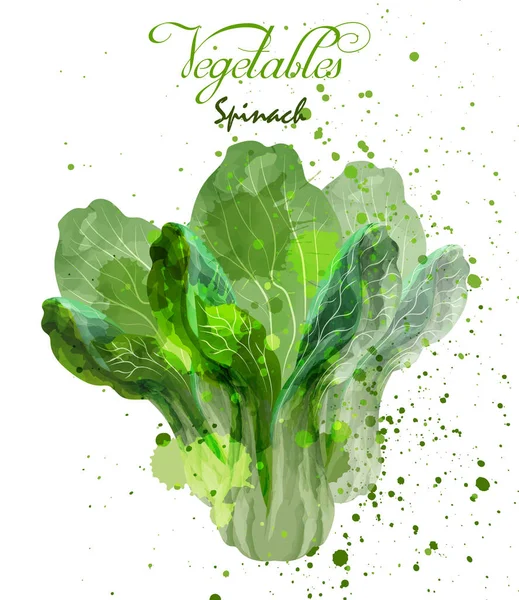 Insalata di spinaci foglie acquerello vettoriale. Deliziosi disegni colorati — Vettoriale Stock
