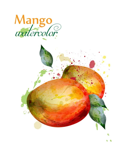 Mango Frucht Aquarell Vektor. köstliche bunte isolierte Designs — Stockvektor