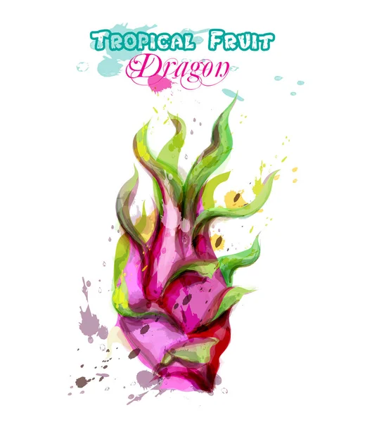 Vector de acuarela de fruta dragón. Delicioso diseño colorido ilustración aislada — Vector de stock