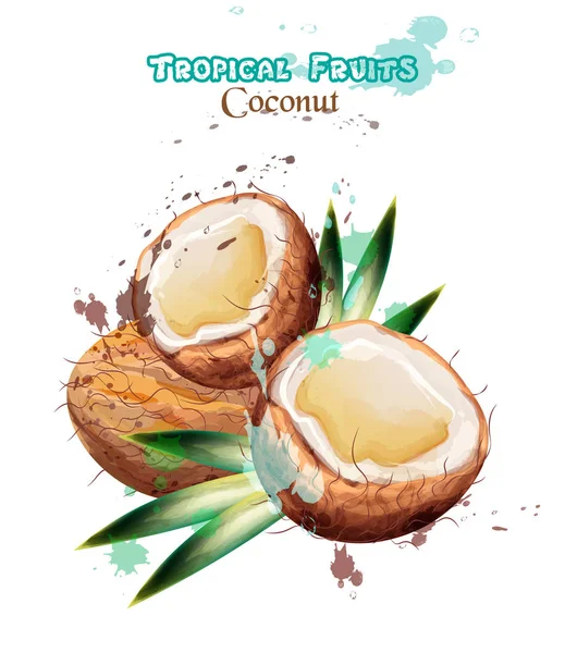 Frutti di cocco acquerello Vettore. Delizioso disegno colorato illustrazioni isolate — Vettoriale Stock