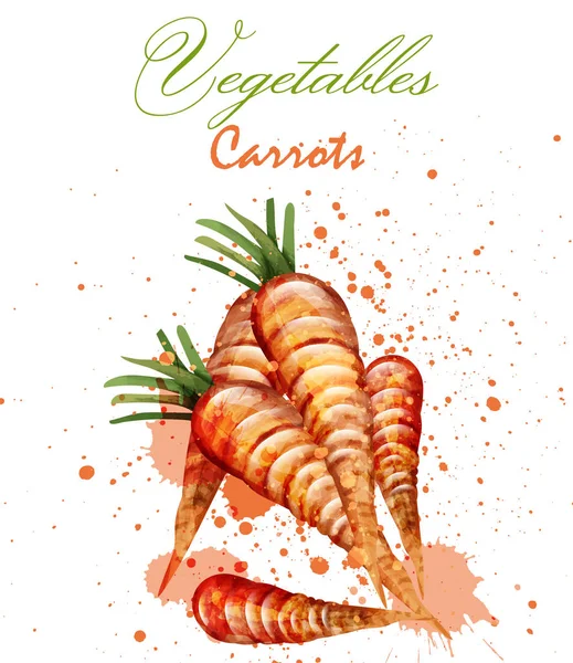 Ακουαρέλα καρότα διάνυσμα. Νόστιμα σχεδιασμό με πολύχρωμα χρώματα λεκέδες διακόσμηση — Διανυσματικό Αρχείο