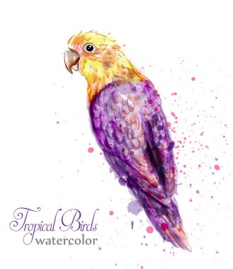 Tropik papağan kuş suluboya vektör. Sıçrama renkli arka planlar boya