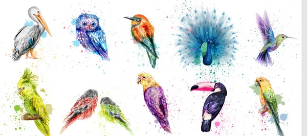 Ensemble d'oiseaux aquarelle Vector. Paon, hibou, pélican, perroquet, colibri collections d'oiseaux — Image vectorielle