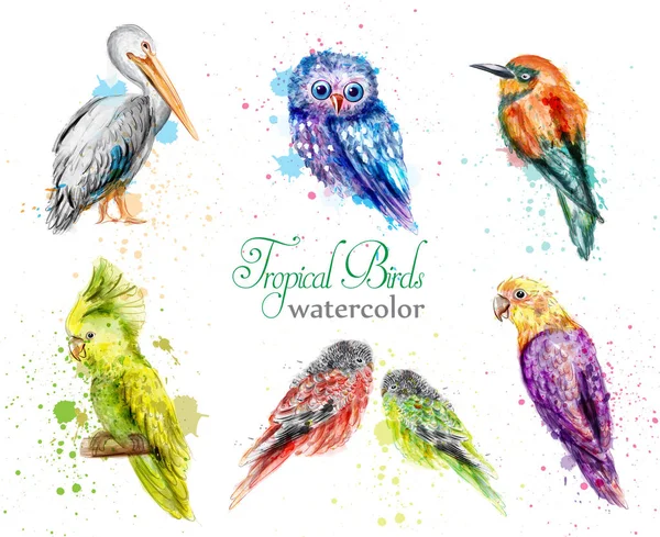 Acuarela aves set Vector. Peacock, búho, pelícano, colecciones de loros — Vector de stock